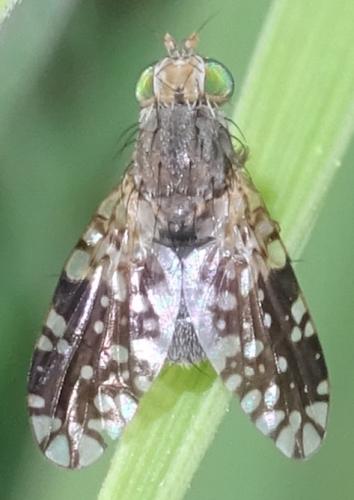 Réf. 357 000 : Tephritis pulchra